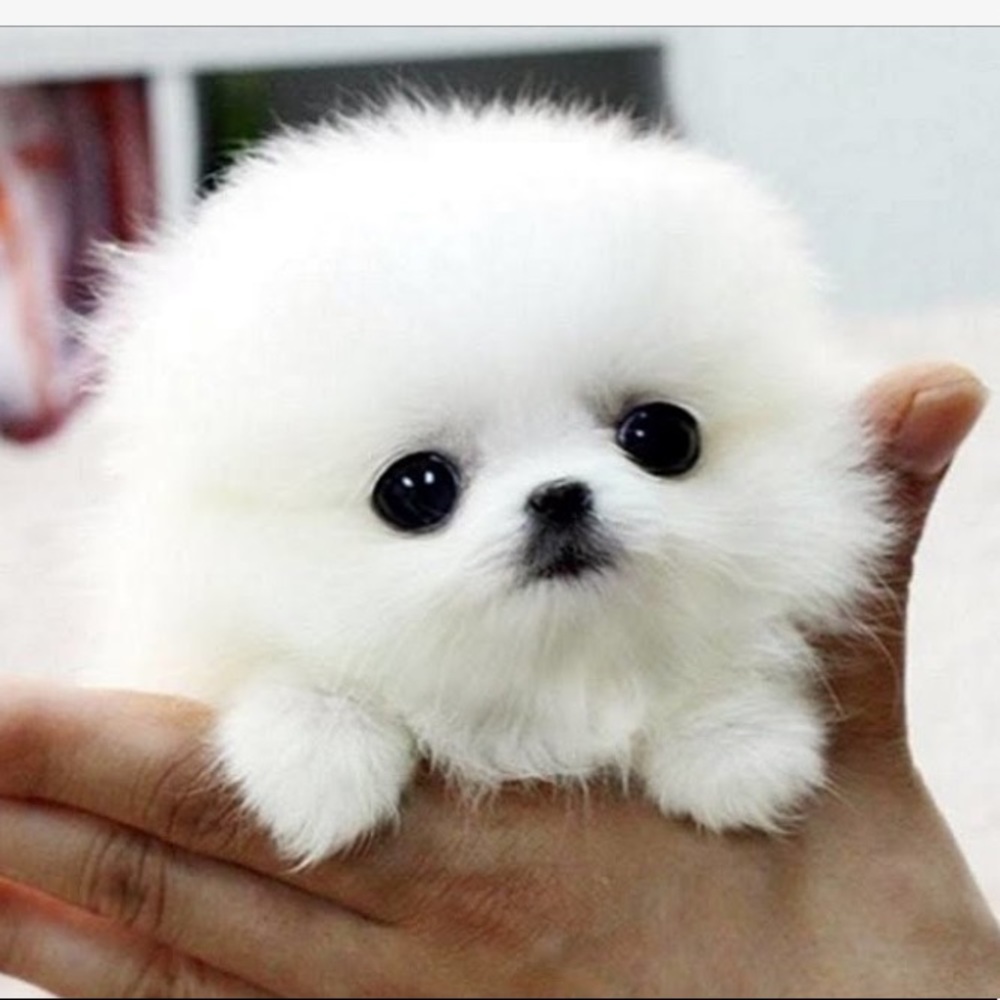 Meet your Posher, Lexi